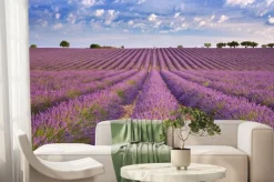 Fototapeta: Rozległe pole lawendy pod błękitnym niebem