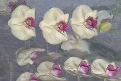 Fototapeta: Rozmyte płatki storczyka na szarym tle