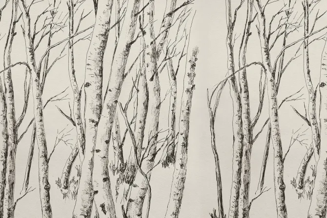 Fototapeta: Rysunek drzew lasu brzozowego