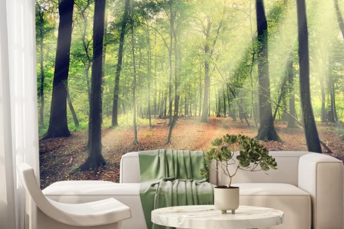 Fototapeta: Słońce wpadające do lasu