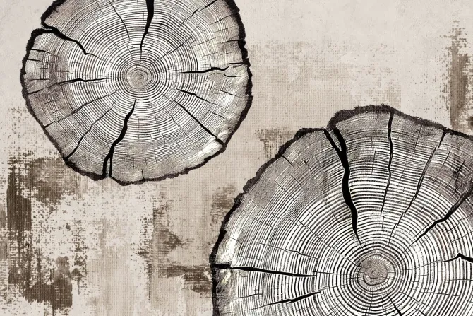 Fototapeta: Słoje pnia drzewa na beżowej teksturze