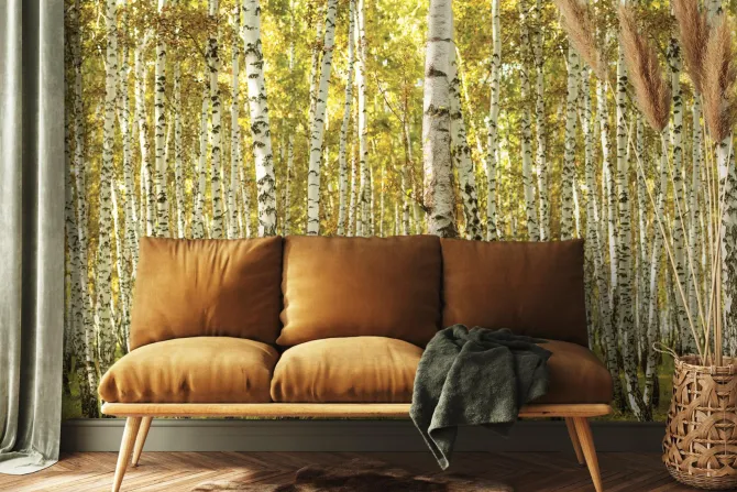 Fototapeta: Słoneczny krajobraz brzozowego gaju