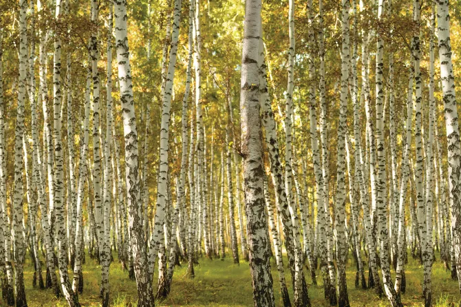 Fototapeta: Słoneczny krajobraz brzozowego gaju