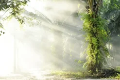 Fototapeta: Słoneczny poranek w tropikalnym lesie z palmami