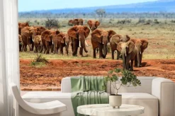 Fototapeta: Słoni afrykańskich w sawanny