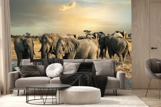 Fototapeta: Słonie botswańskie w kasane przy wodopoju o zachodzie słońca