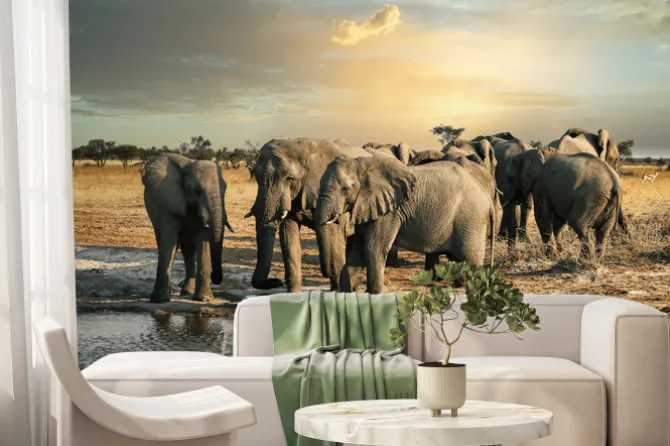 Fototapeta: Słonie botswańskie w kasane przy wodopoju o zachodzie słońca