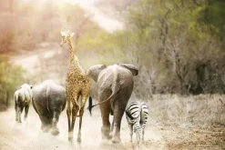 Fototapeta: Słonie idące z żyrafą i zebrą