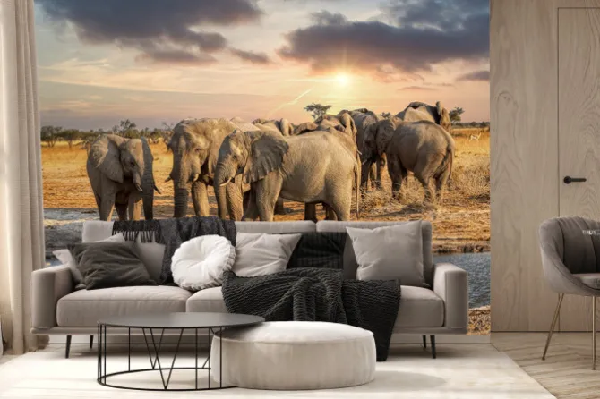 Fototapeta: Stado słoni afrykańskich pijących wodę przy wodopoju o zachodzie