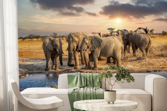 Fototapeta: Stado słoni afrykańskich pijących wodę przy wodopoju o zachodzie