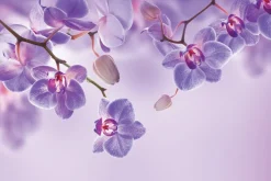Fototapeta: Storczyki fioletowe zwisające z góry