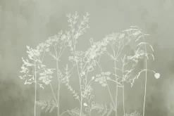 Fototapeta: Subtelne białe trawy na zielonym tle