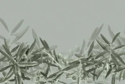 Fototapeta: Subtelne gałązki oliwne w zieleni