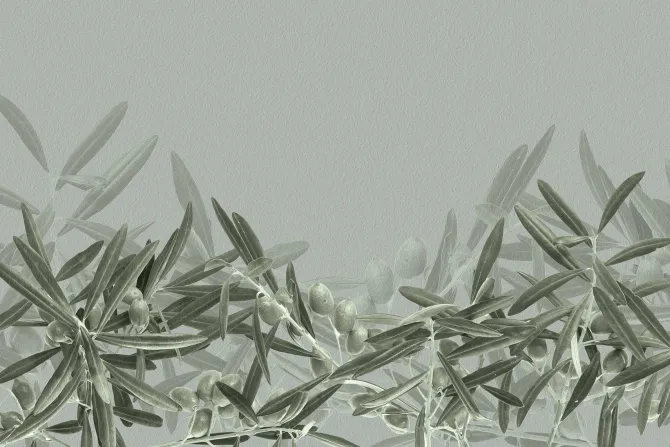 Fototapeta: Subtelne gałązki oliwne w zieleni