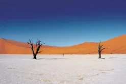 Fototapeta: Suche drzewa na pustyni ze wzgórzami