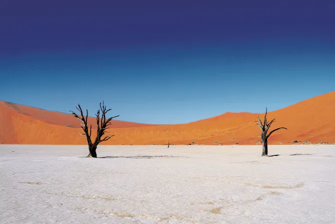 Fototapeta: Suche drzewa na pustyni ze wzgórzami