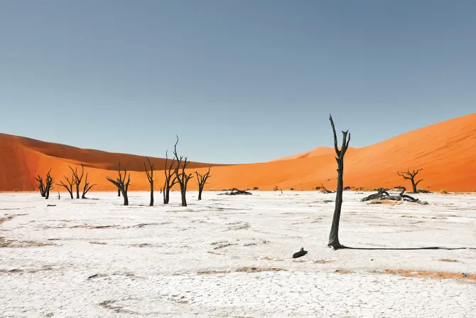 Fototapeta: Suche drzewa na piaszczystej pustyni