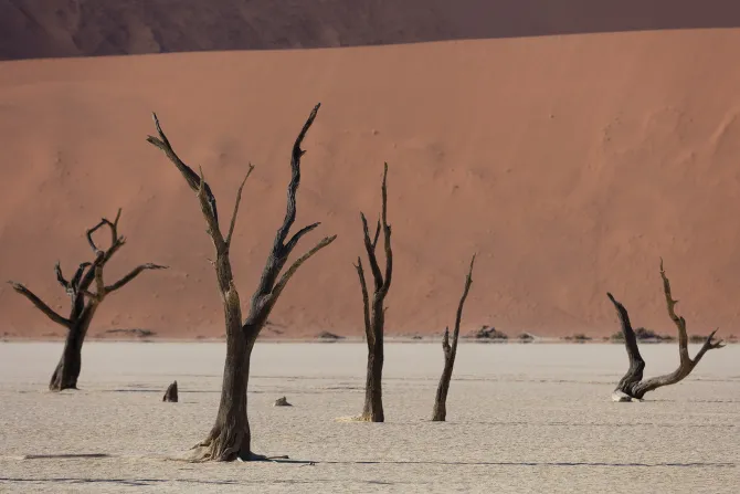 Fototapeta: Suche drzewa na piaszczystej pustyni