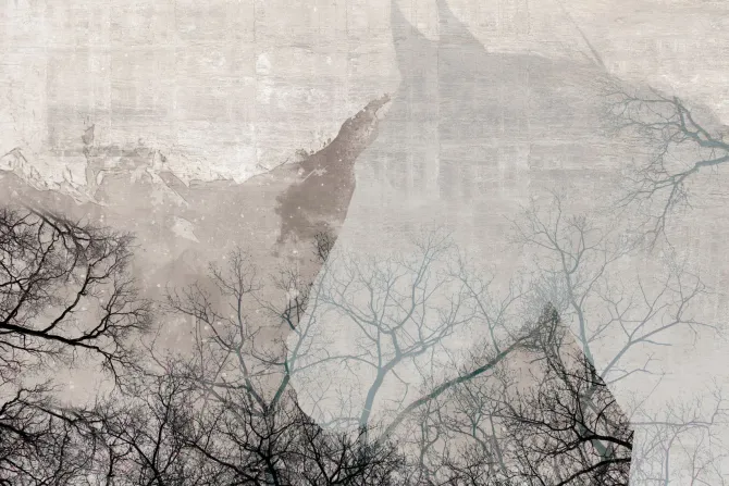 Fototapeta: Sylwetka konia wśród drzew