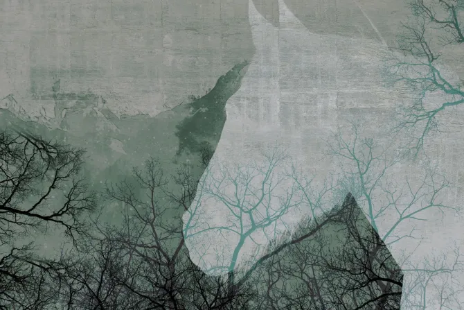 Fototapeta: Sylwetka konia wśród drzew