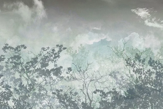 Fototapeta: Sylwetki drzew