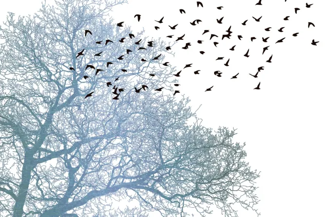 Fototapeta: Sylwetki ptaków i drzewa w minimalistycznym stylu