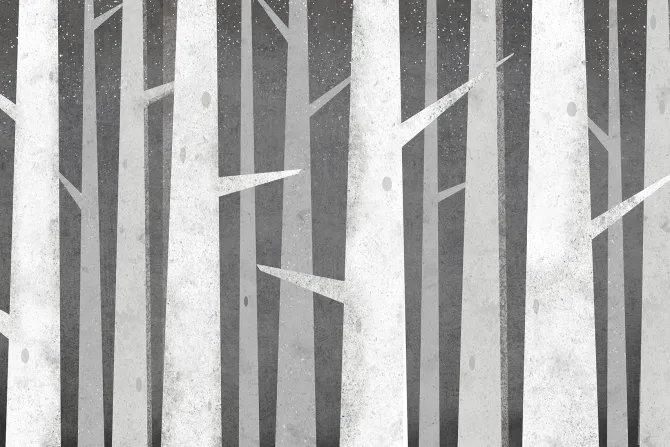 Fototapeta: Szare pnie brzozy z kolczastymi gałęziami