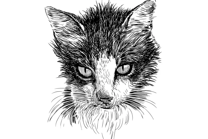 Fototapeta: Szkic czarno-białego kota