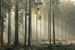 Fototapeta: Szron w jesiennym lesie