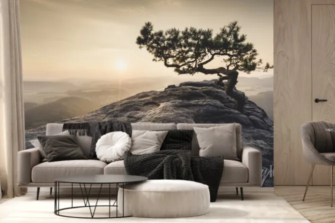 Fototapeta: Szwajcaria saksońska - stare drzewa sosnowego o świcie