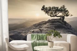 Fototapeta: Szwajcaria saksońska - stare drzewa sosnowego o świcie