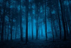 Fototapeta: Tajemniczy las w odcieniach niebieskiego