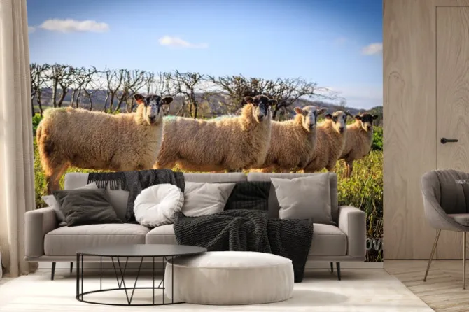 Fototapeta: Tradycyjne angielskie owce