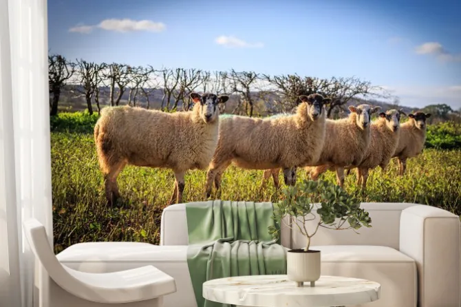 Fototapeta: Tradycyjne angielskie owce