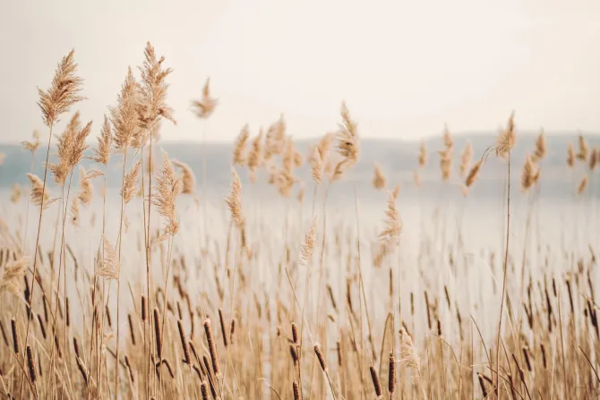 Fototapeta: Trawa dekoracyjna nad jeziorem