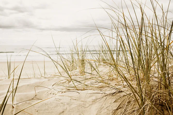 Fototapeta: Trawa na piaszczystej plaży morskiej