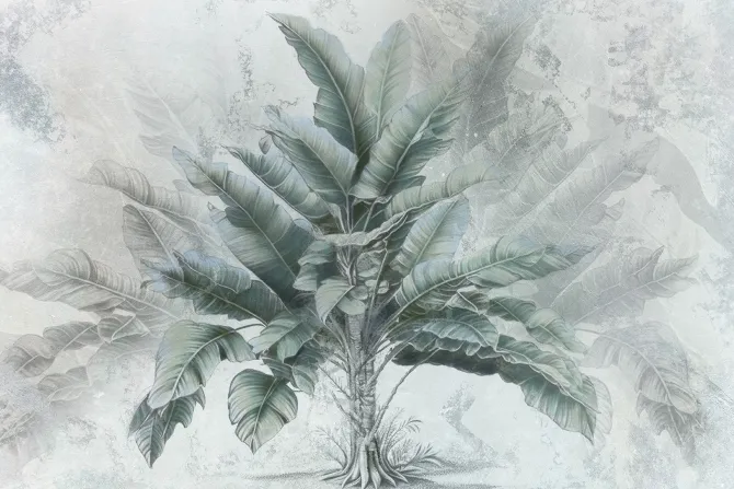 Fototapeta: Tropikalne drzewo bananowiec zielone liście