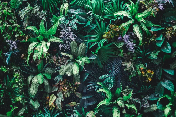 Fototapeta: Tropikalne zielone liście w ogrodzie