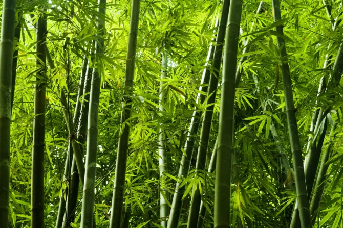 Fototapeta: Tropikalny las bambusowy