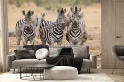 Fototapeta: Trzy zebry, kruger park, republika południowej afryki