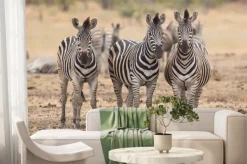 Fototapeta: Trzy zebry, kruger park, republika południowej afryki