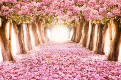 Fototapeta: Tunel 3d z drzew kwiatów wiśni