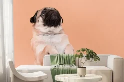 Fototapeta: Uroczy mops na pomarańczowym tle