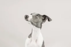 Fototapeta: Uroczy piesek chart portret fotografia na jasnym tle