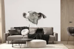 Fototapeta: Uroczy piesek chart portret fotografia na jasnym tle