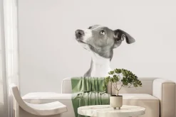 Fototapeta: Uroczy piesek chart portret fotografia na jasnym tle