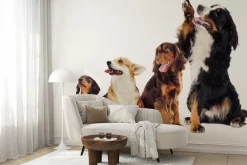 Fototapeta: Wesołe pieski na białym tle fotografia