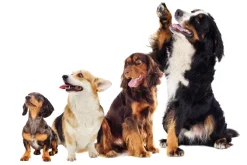 Fototapeta: Wesołe pieski na białym tle fotografia