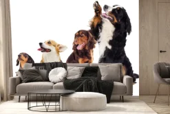 Fototapeta: Wesołe pieski na białym tle fotografia