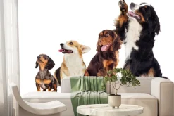 Fototapeta: Wesołe pieski na białym tle fotografia